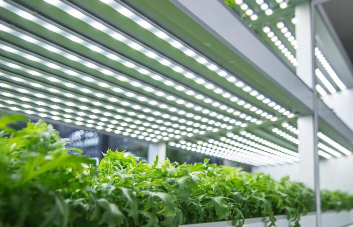 Application cases of ENELTEC brand LED plant growth lights in Europe