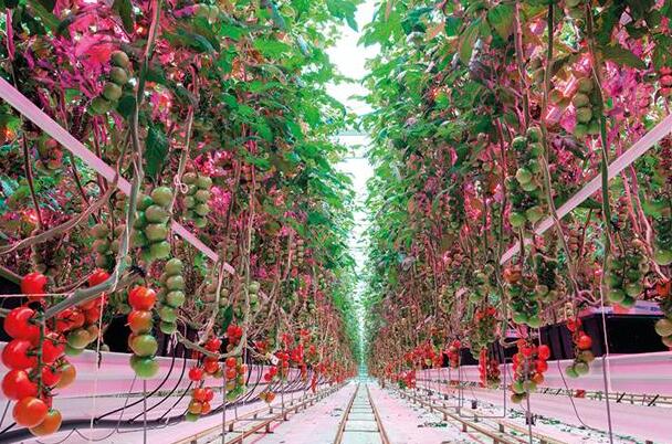 British Tomato Growers: LED Plant Grow Lights 