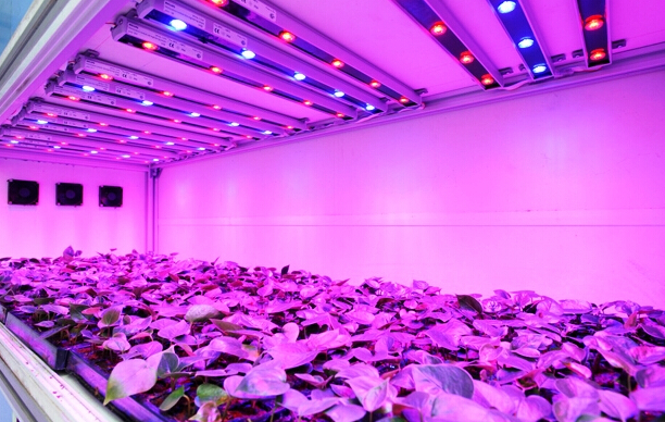 China is promoting the agricultural development of LED lighting