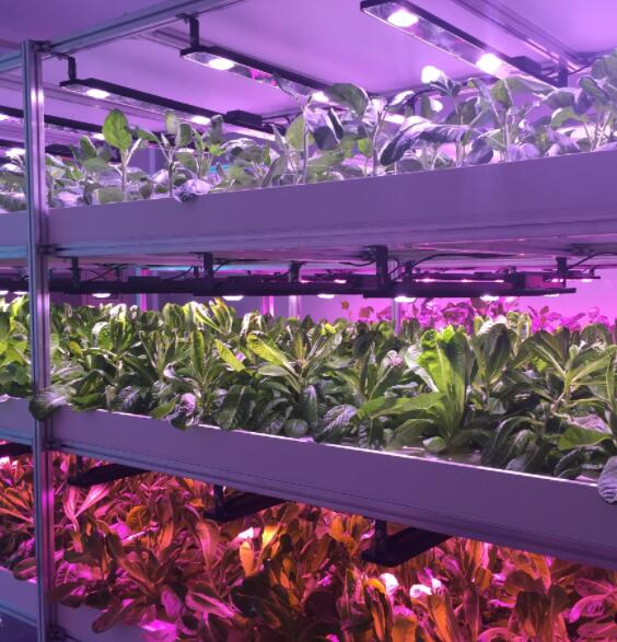 ENELTEC: LED plant lighting is the future development direction