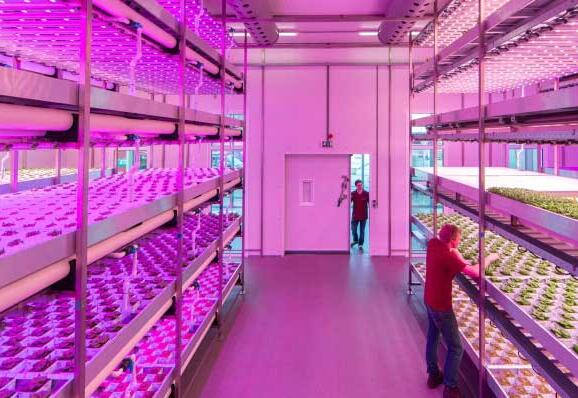 Global and Chinese LED Grow Light Market StatusGlobal and Chinese LED Grow Light Market Status