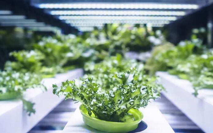 How to choose the right led grow light