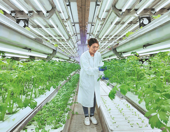 Hundreds of smart insect-killing lamps are helping to usher in a new era of smart agriculture in the Jingtoushan Management Area of Huangshi, Hubei Province
