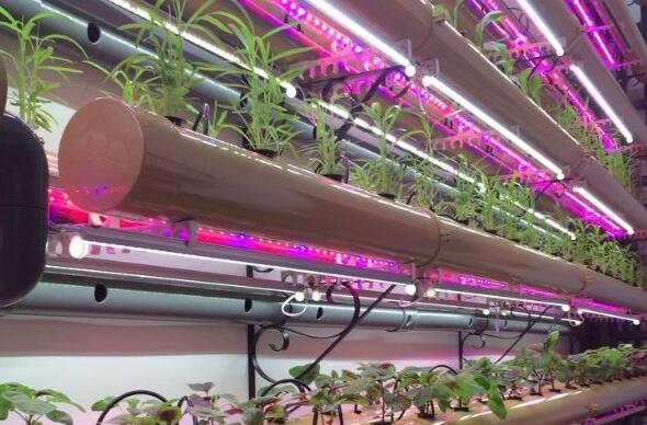 In 2016 LED lighting plants application prospect