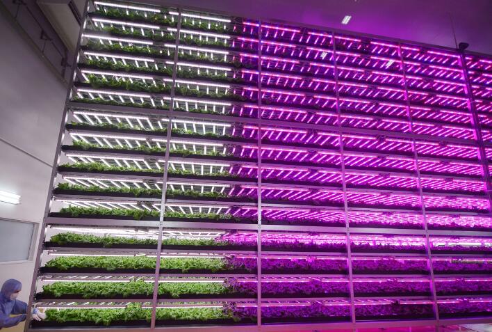 Japan's-7-11-will-also-build-a-large-LED-plant-factory