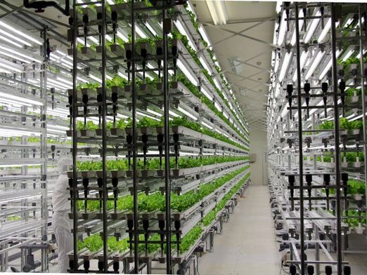 Japan's largest plant factory is closed