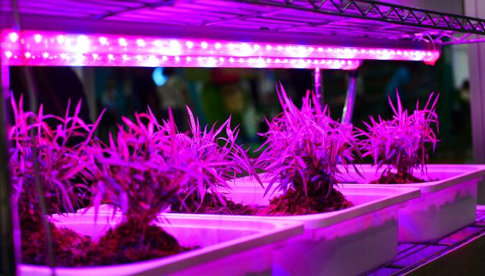 LED lamps used in LED plant lighting