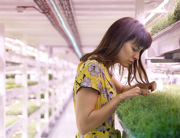 LED lighting underground shelters to help Britain become farm