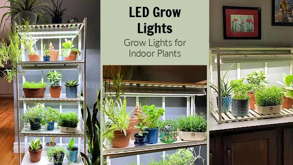 LED lighting used in LED plant lighting