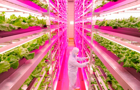 LED plant factory located in Anxi