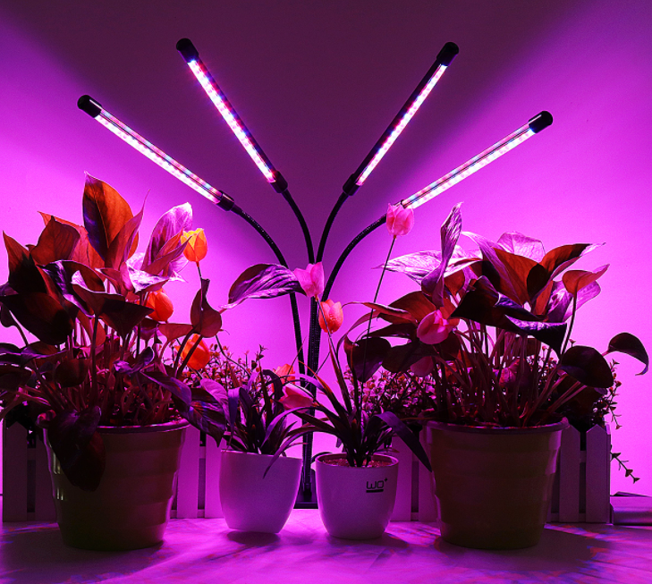 LED plant grow light and laser grow light