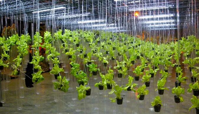 LED plant growth lamps accurately supplement light to improve the efficiency of modern agriculture