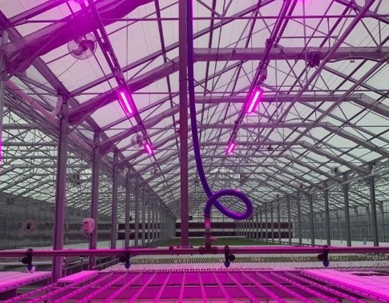 LED plant lighting market continues to receive attention