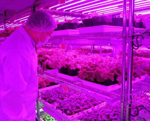 Panasonic indoor vegetable farms use purple LED lamp lighting
