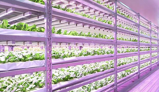 Philips plant lighting enters the Russian market