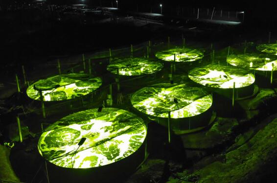 Signify launches solar LED aquaculture lights