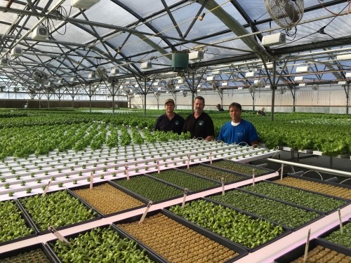 The Netherlands used LED-assisted lighting to stimulate lily yield growth