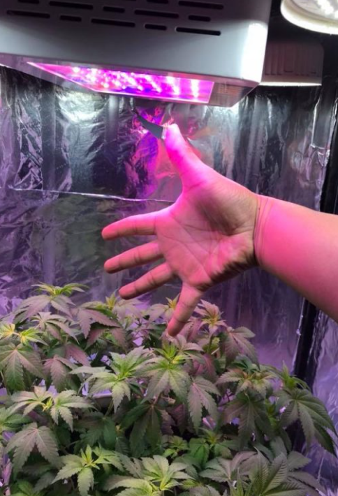 The output value of LED plant lighting will grow by nearly 40% in 2020