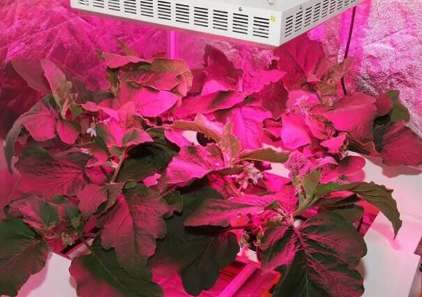 Three common errors of LED plant lighting