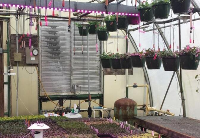 Typical crop supplementary light system design ideas