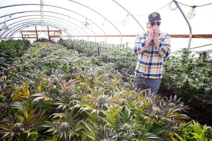 UK Company provides LED growth lights for the 29,000 square meter greenhouse