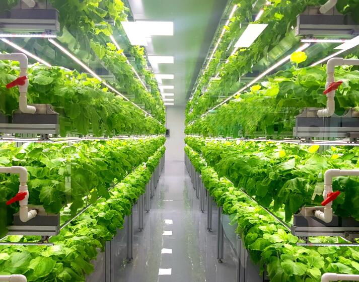 Zhongke Sanan improved indoor high-tech farm