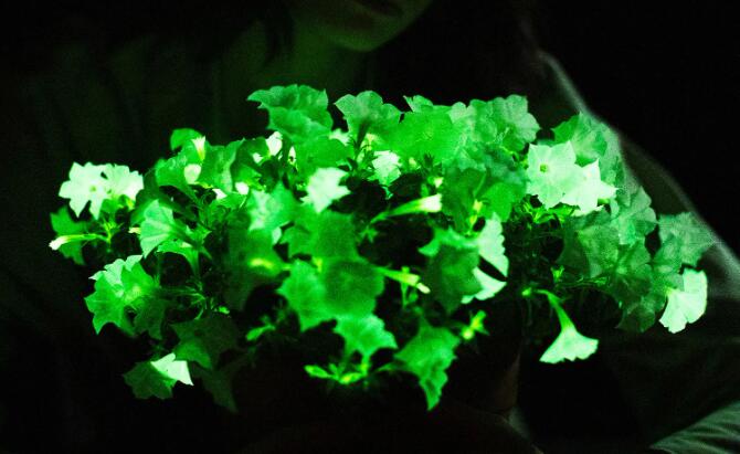 The glowing plant is here The glowing plant is here